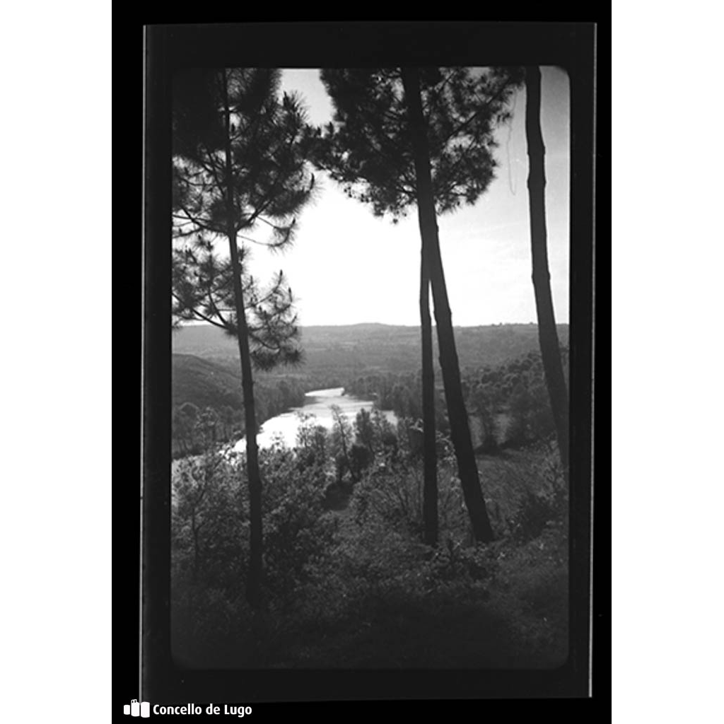 O Miño, nas proximidades do Río Mera, con piñeiros en primeiro termo