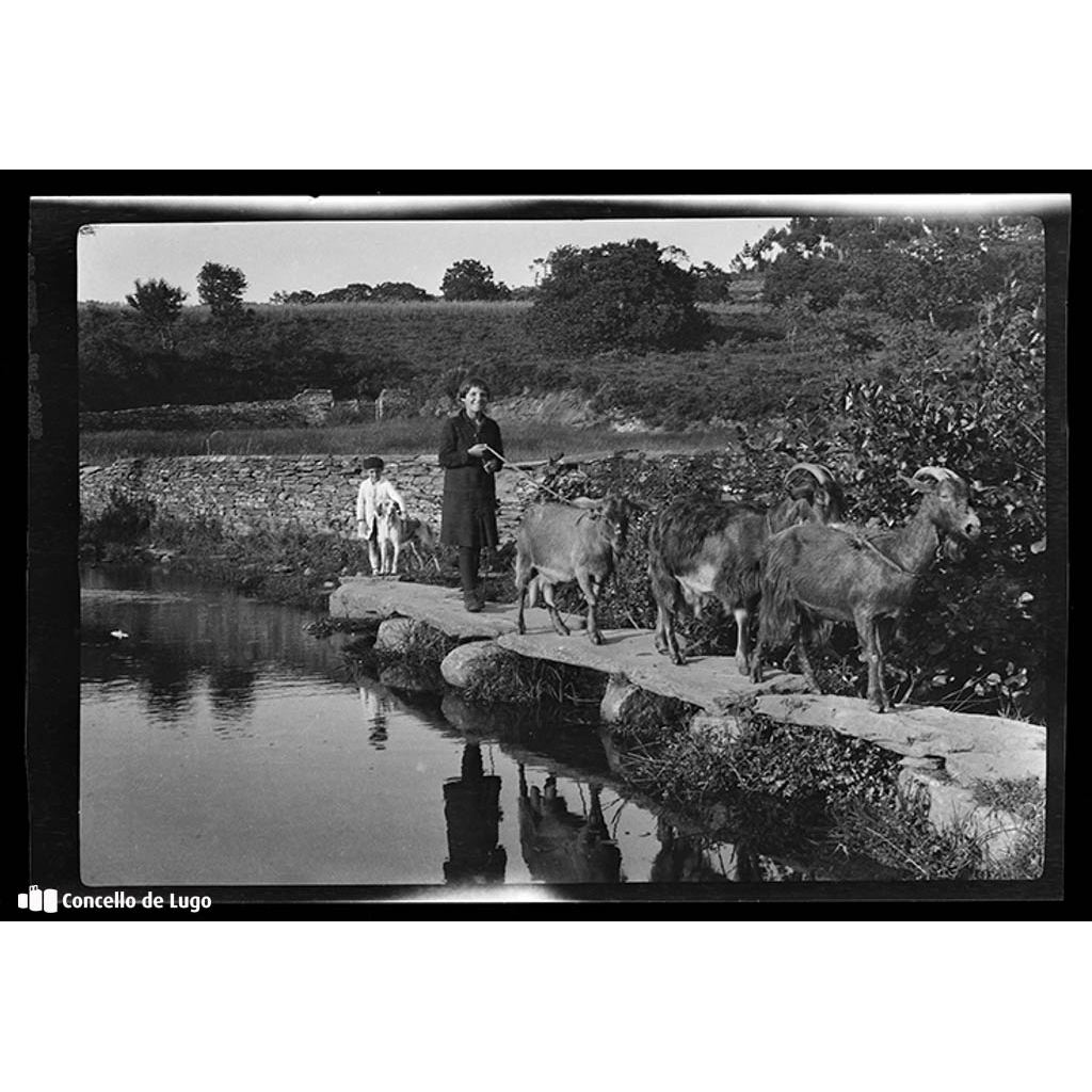 Cabras pasando un regato no lugar de Romai