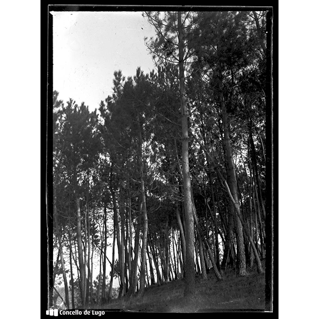 Bosque de pinos