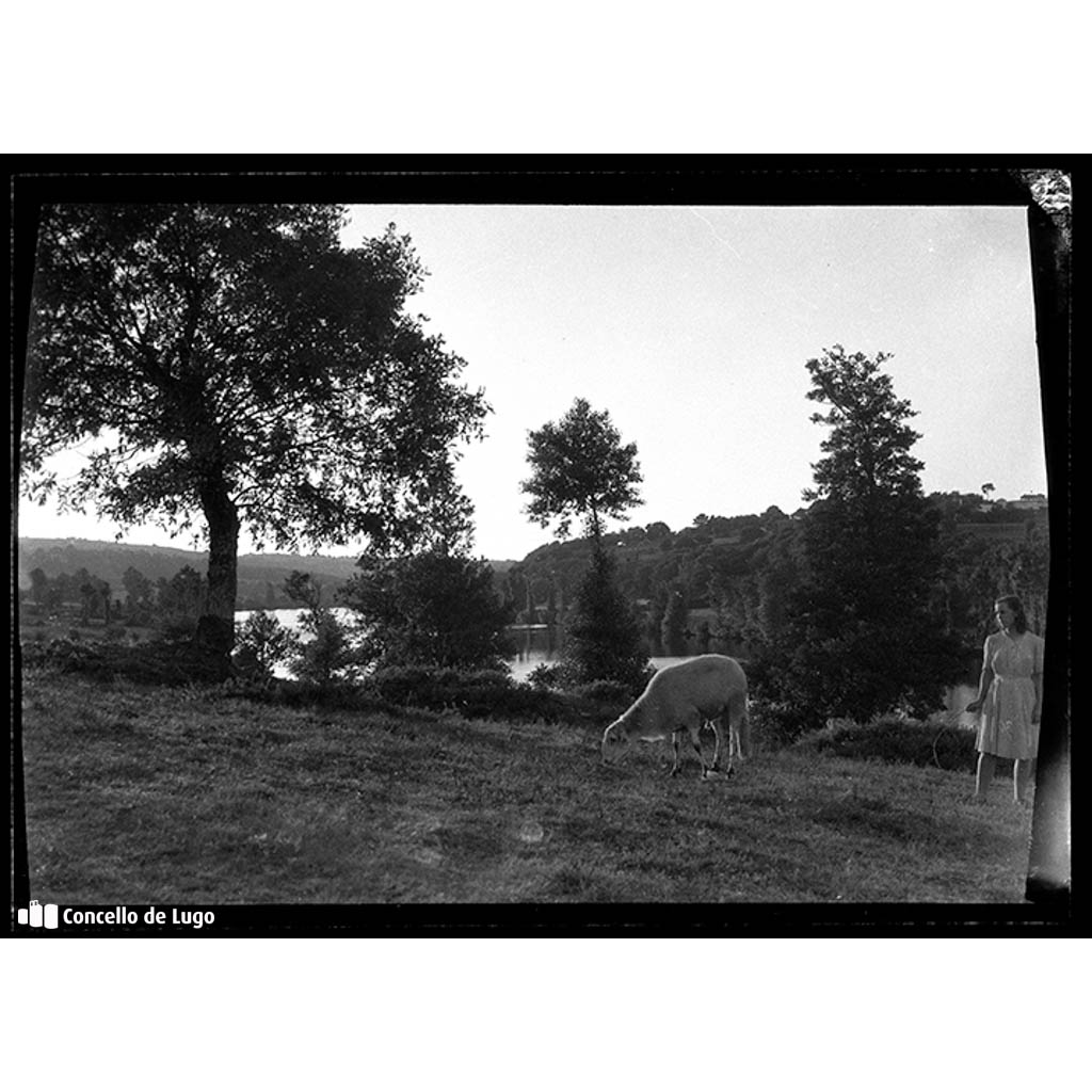 Arredores de Lugo. Paisaxe con ovellas