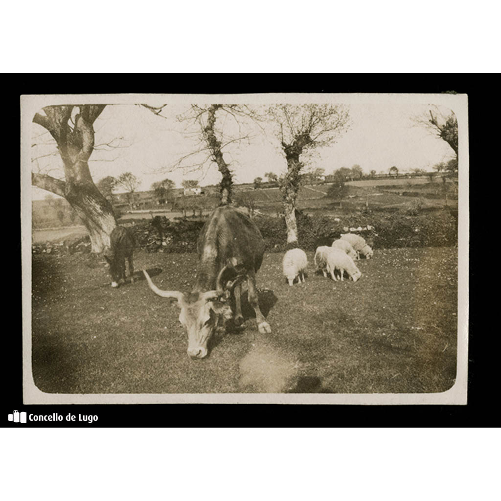 Paisaxe con animais. Albeiros, Lugo