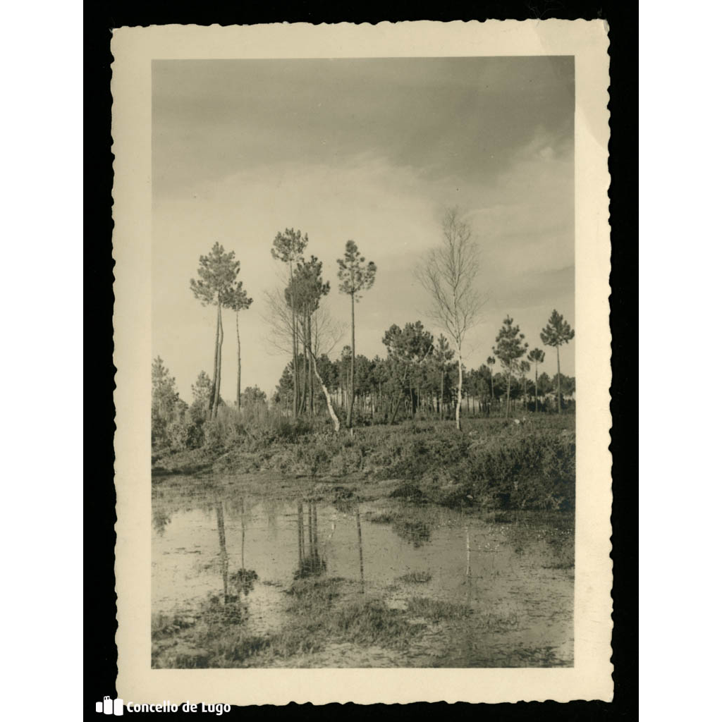 Río Miño. Paisaxe con árbores