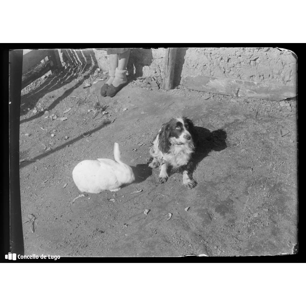 Vista de animais de granxa